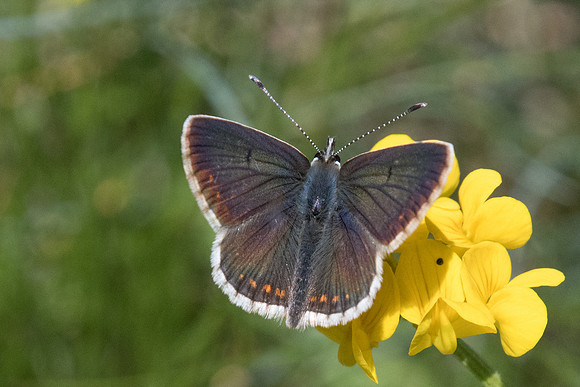 Aricia artaxerxes-1656 - Cervières (2000 m) - 1/07/21