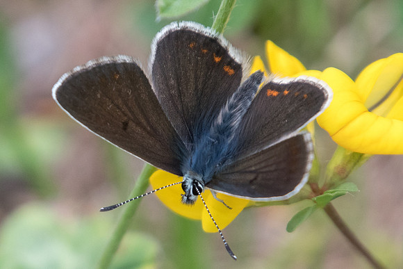 Aricia artaxerxes-4971 - Estenc (1780 m) - 6/07/21