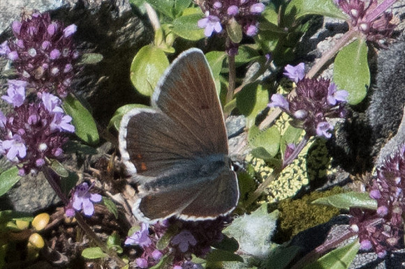 Aricia artaxerxes-7293 - Termignon - 15/07/22