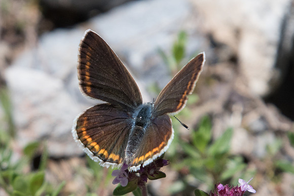 Aricia artaxerxes-4855 - Vallée de la Clarée - 3/07/21