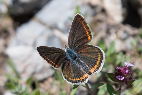 Aricia artaxerxes-4854 - Vallée de la Clarée - 3/07/21