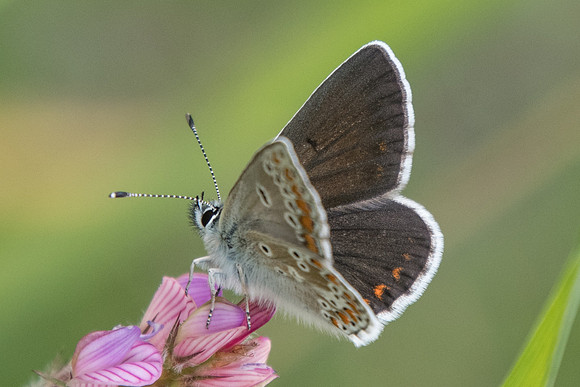 Aricia artaxerxes f allous ♂-4852 - Estenc (1780m) - 6/07/21