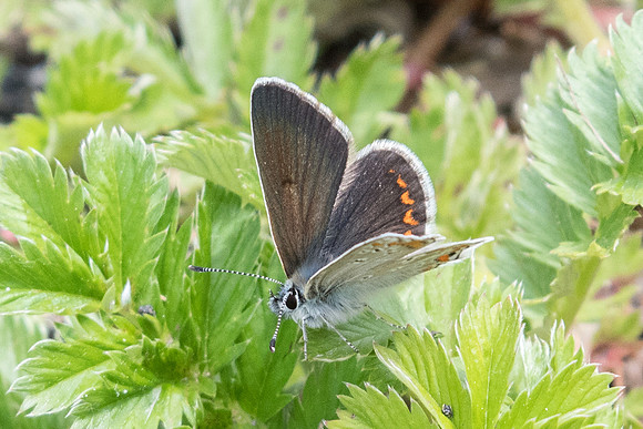 Aricia artaxerxes-4282 - Col de l'Izoard (2360 m)  - 2/07/21