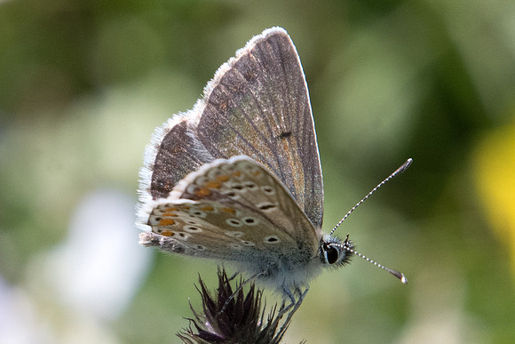 Aricia artaxerxes ♂-8023 - Termignon - 16/07/22