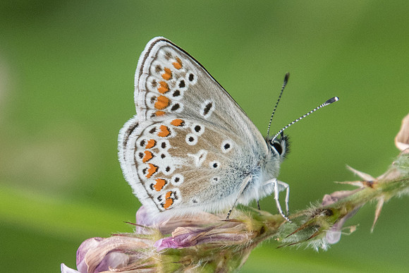 Aricia artaxerxes f allous-4868 - Estenc (1780 m) - 6/07/21