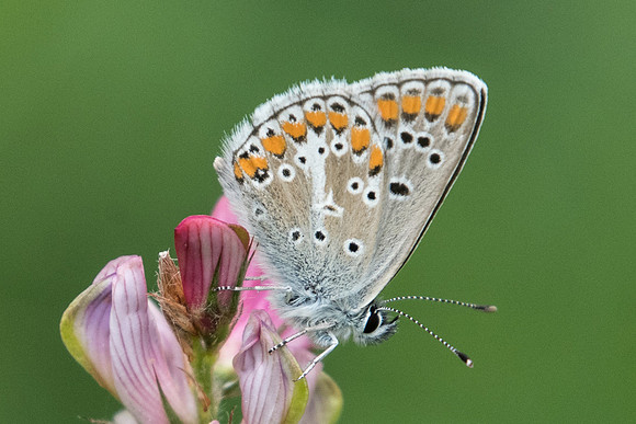Aricia artaxerxes-4954 - Estenc (1780 m) - 6/07/21