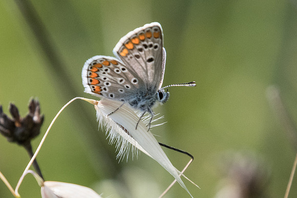 Aricia artaxerxes-5762 - Greolieres - 26/06/20