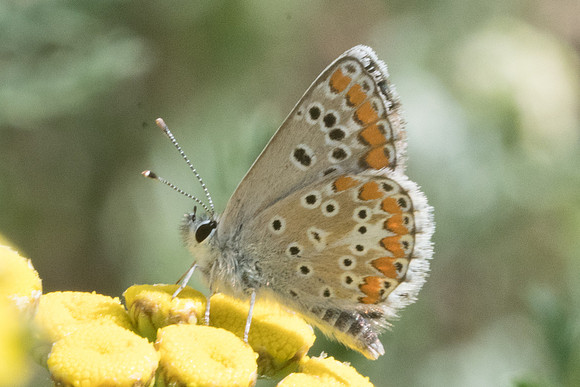 Aricia agestis 6221 - Llo - 20/07/23