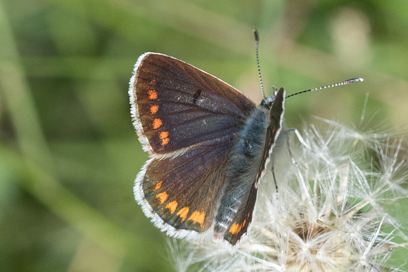 Aricia montensis-2906 - Lac de la bouillousse - 17/07/25