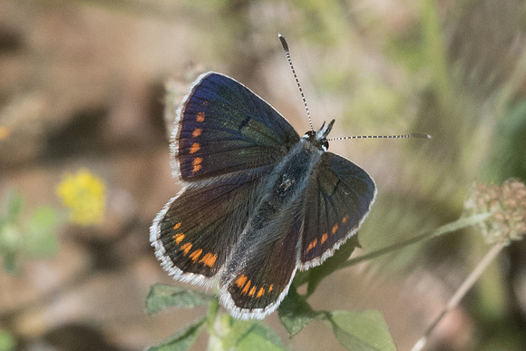 Aricia montensis-2955 -  Lac de la bouillousse - 17/07/25