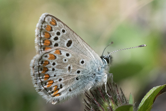 Aricia montensis id??-2919 - Lac de la bouillousse - 17/07/25