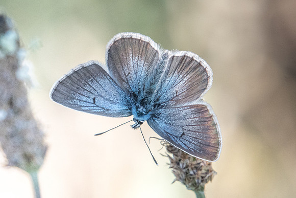 Aricia nicias-9603 - Termignon - 16/07/22