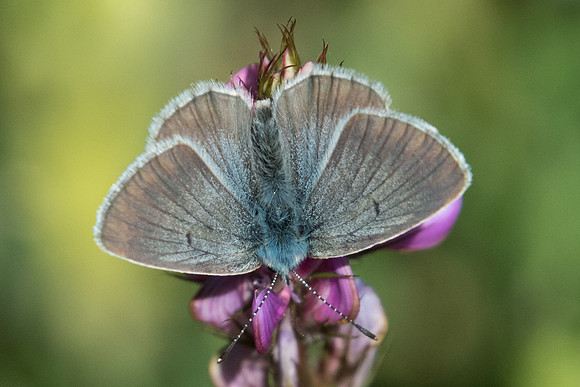 Aricia nicias ♂ -7448 - Termignon - 15/07/22
