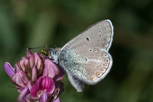 Aricia nicias - 7445 - Termignon - 15/07/22
