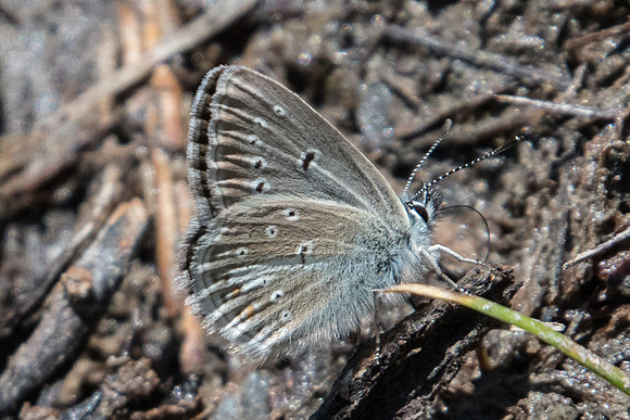 Aricia nicias-2899 - Puy St André - 19/07/22