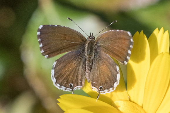 Cacyreus marshalli-9788 - Paris - 15/08/19