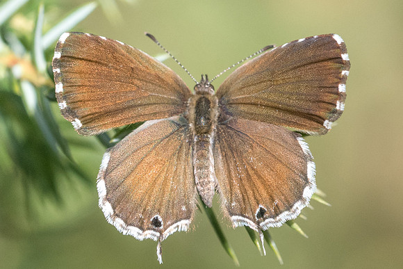 Cacyreus marshalli-9832 - Paris - 15/08/19