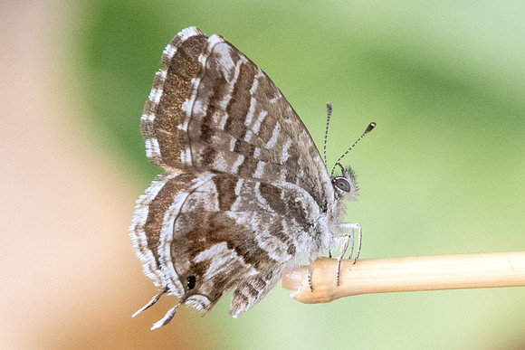 Cacyreus marshalli-9685 - Paris - 14/08/19