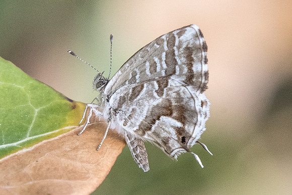 Cacyreus marshalli-9700 - Paris - 15/08/19