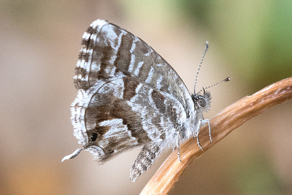 Cacyreus marshalli-9721 - Paris - 15/08/19
