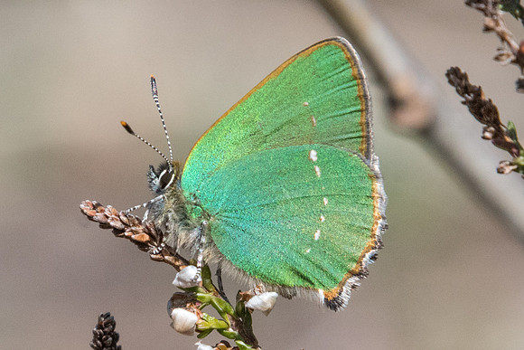 Callophrys rubi DSC_8752 Fontainebleau - 2/04/21