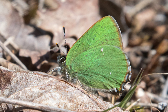 Callophrys rubi - 8768 -Fontainebleau - 2/04/21