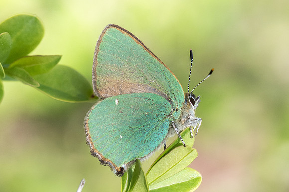 Callophrys rubi - 8495 - Fontainebleau - 2/04/21