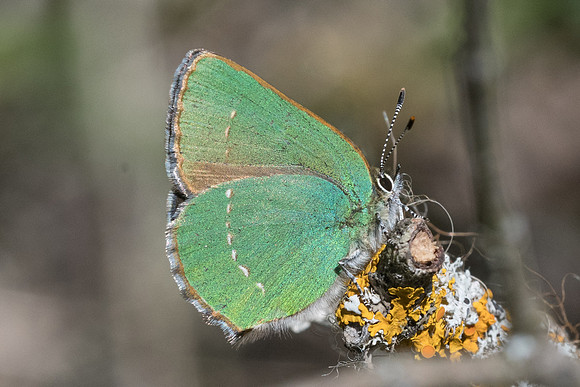 Callophrys rubi-3267 - Cipières - 7/05/21