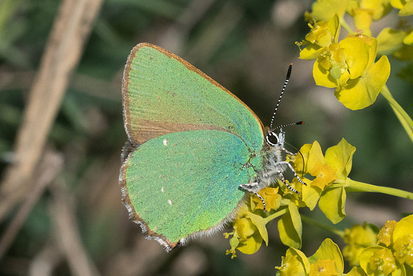 Callophrys rubi-4688 - Fontainebleau - 30/04/22