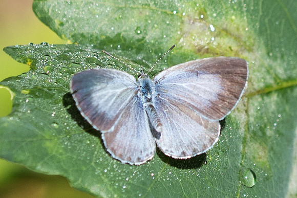 Celastrina argiolus ♀ (Azuré des nerpruns) - Précy - 19/08/17
