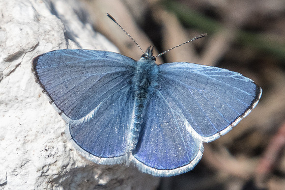 Celastrina argiolus ♂-0051 - Fontainebleau - 19/03/22