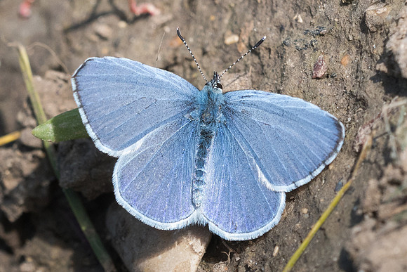 Celastrina argiolus -3142 - Croissy Beaubourg - 9/04/23