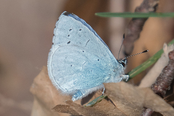 Celastrina argiolus ♂-0037 - Fontainebleau - 19/03/22