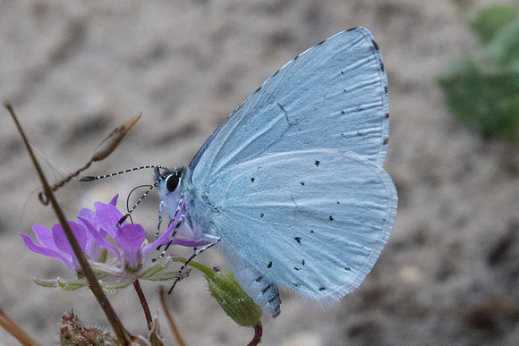 Celastrina argiolus - 4685 -Fontainebleau - 13/06/20