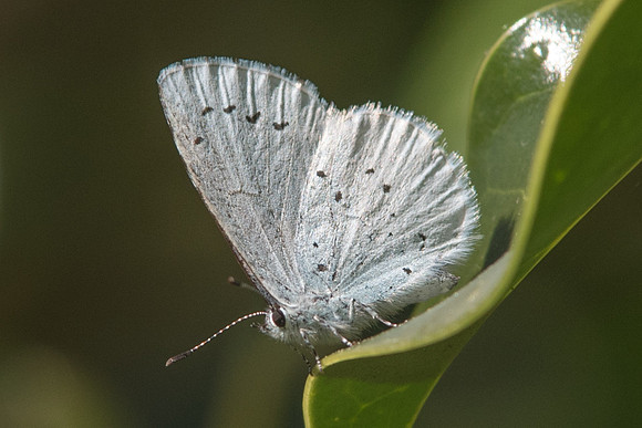 Celastrina argiolus-7269 - Cateau Cambresis - 19/04/18