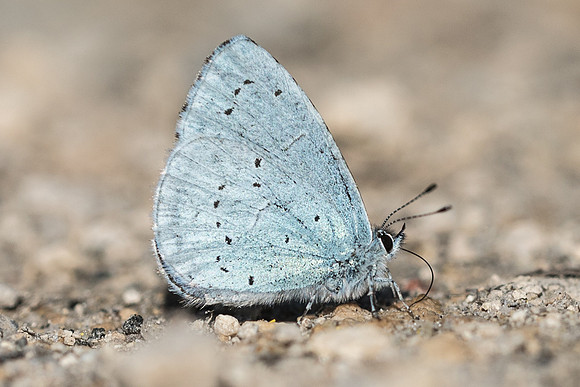 celastrina argiolus-7268 - Fontainebleau - 19/04/18