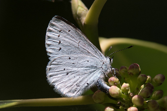 Celastrina argiolus -7284 - Cateau Cambresis - 6/05/16
