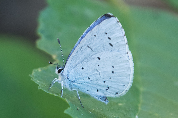 Celastrina argiolus-5170 - Digne-les bains - 4/07/20