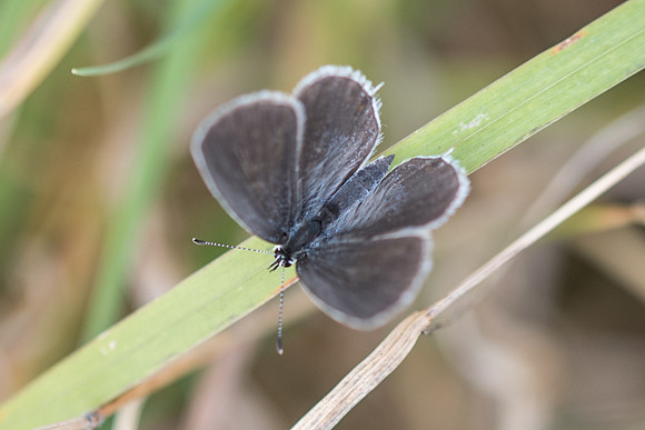 Cupido argiades ♀ - Précy - 19/08/17