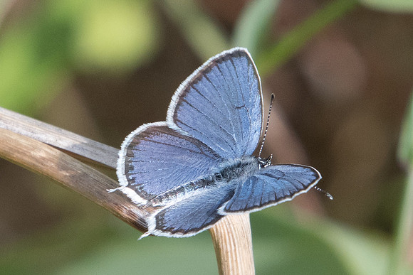 Cupido argiades ♂-0065 - Parc de la Brenne - 1/07/23