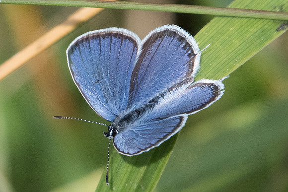 Cupido argiades ♂-0033 - Parc de la Brenne - 1/07/23