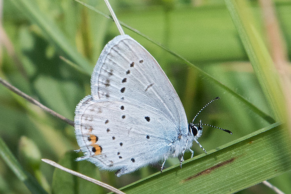 Cupido argiades ♂-0050 - Parc de la Brenne - 1/07/23