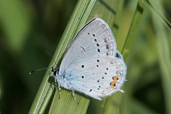 Cupido argiades ♂-0053 -Parc de la Brenne - 1/07/23
