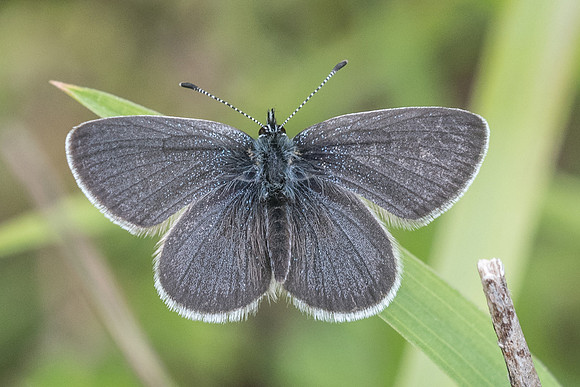 Cupido minimus -7600 - Cipières - 15/05/21