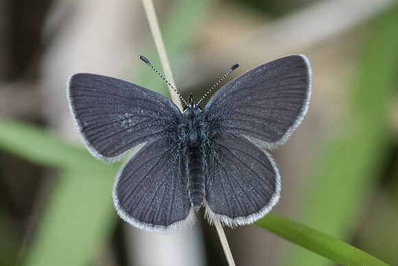 Cupido minimus-5322 - Cipières - 12/05/21