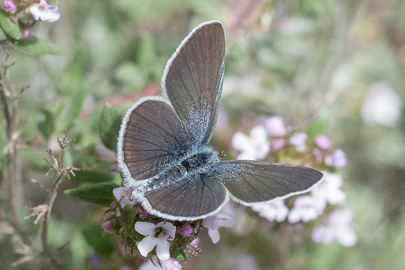 Cupido minimus-3443 - Sournia - 18/05/23