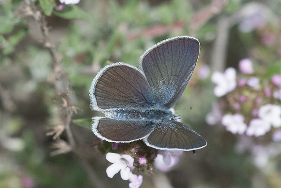 Cupido minimus - 3447 -Sournia - 18/05/23