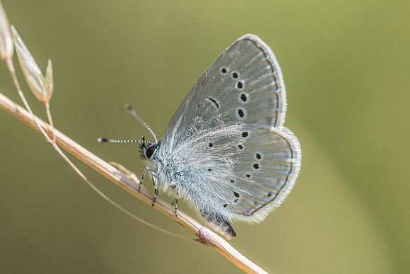 Cupido minimus (Argus frêle) Fontainebleau - 30/06/18