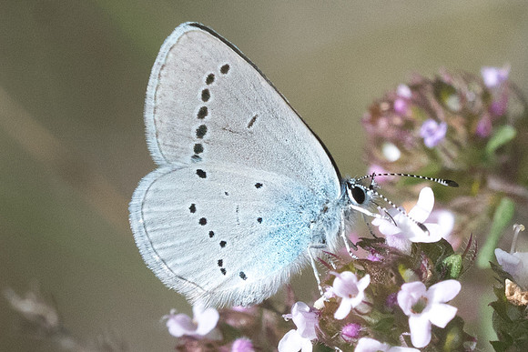 Cupido minimus - 3461 - Sournia - 18/05/23