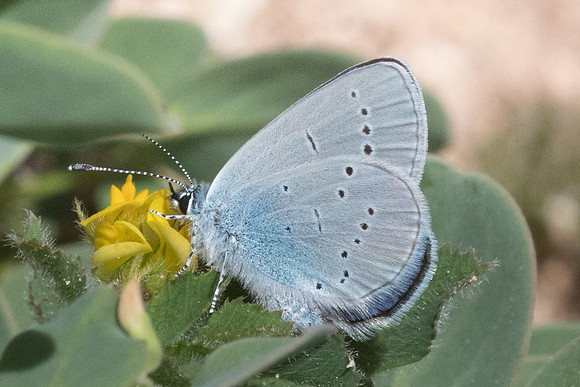 Cupido osiris ♂-3680 - Peille - 8/05/2021
